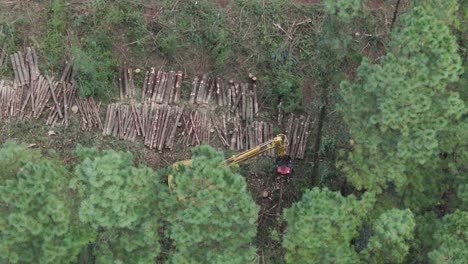 Tiro-Circular-De-Un-Talador-Apilador-Cortando-árboles-En-El-Bosque