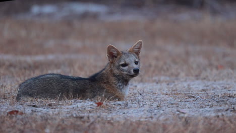 Sitzender-Krabben-Fressender-Fuchs-Im-Morgengrauen,-Der-Die-Luft-Riecht