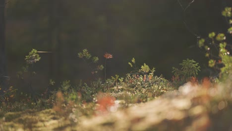 Insekten-Schwärmen-über-Dem-Lebendigen-Unterholz-Des-Waldes,-Während-Sich-Spinnweben-Zart-Zwischen-Den-Grashalmen-Ausbreiten