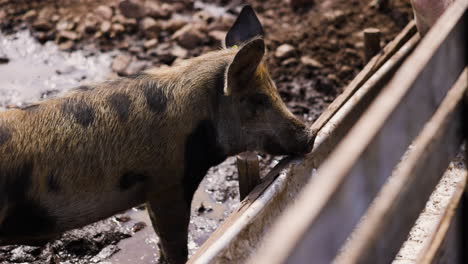 Light-brown-piglet-with-dark-spots-licking-steel-bathtub