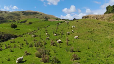 Vista-Aérea-Del-Pastoreo-De-Ovejas-En-El-Campo-De-Pasto-En-Nueva-Zelanda-Durante-El-Día.