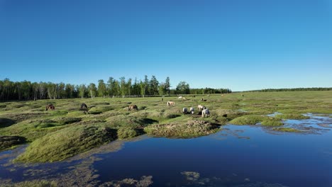 Ein-Ruhiger-Blick-Auf-Pferde,-Die-Auf-Einer-üppigen-Wiese-Grasen,-Mit-Einem-Kleinen-See-Im-Vordergrund