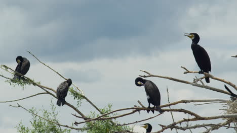 Grupo-De-Cormoranes-Adultos-Sentados-En-La-Rama-Limpieza-De-Plumas-Lago-Kerkini-Grecia