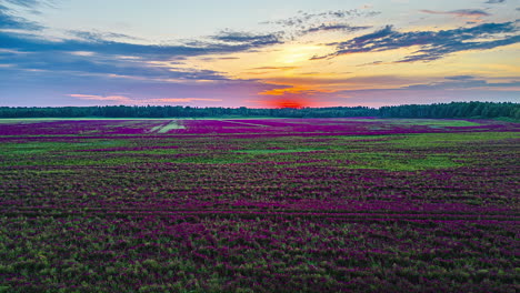 Rote-Trifolium-Incarnatum-Felder-Mit-Nutzpflanzen-Bei-Sonnenuntergang---Luftbild-Hyperlapse