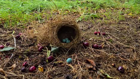 View-of-destroyed-birds-nest-on-ground-with-eggs-intact-in-a-forest-of-New-Zealand