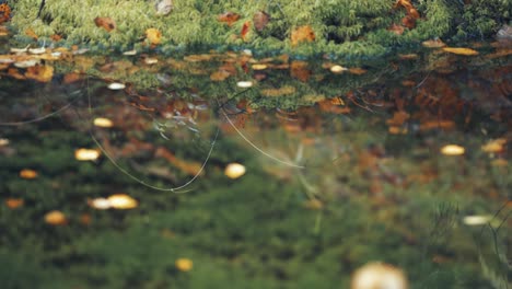 In-a-serene-Norwegian-forest,-moss-blankets-the-banks-of-a-lake,-mirrored-perfectly-in-its-mirror-like-surface,-where-autumn-leaves-gently-float