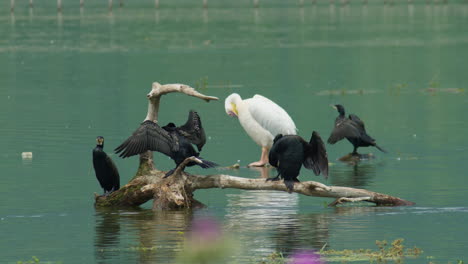 Grupo-De-Cormoranes-Pelícano-Rosado-Sentado-En-Una-Rama-Del-Lago-Kerkini-Grecia