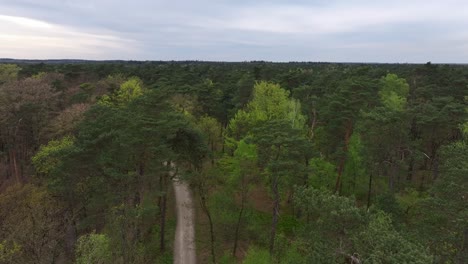 Narrow-countryside-track-cutting-through-deep-dense-woodland,-aerial