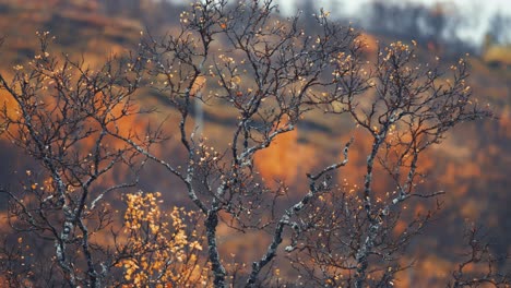 Leafles,-dark,-twisted-branches-of-the-birch-tree-beaded-with-raindrops