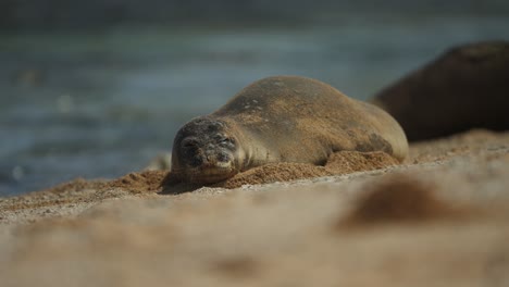 Robbe-Ruht-Sich-Tagsüber-An-Einem-Sandstrand-Am-Meer-Aus