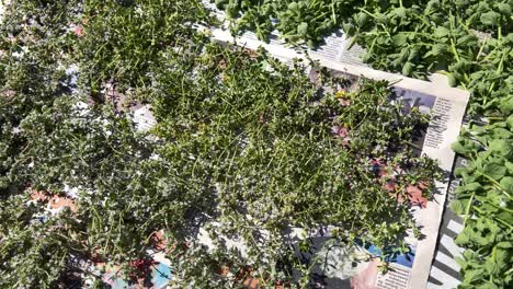 Panning-shot-of-fresh-thyme-and-oregano-placed-in-the-sun-to-dry