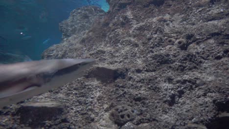 Pecera-De-Acuario-Con-Tiburón-Punta-Negra