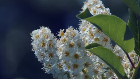 Narrow-focus-close-up:-Chokecherry-blossom-with-copy-space,-sunny-day