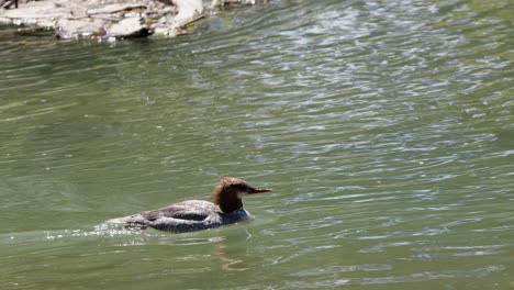 Yawning-female-red-head-Merganser-duck-swims-upstream-in-wetland-river