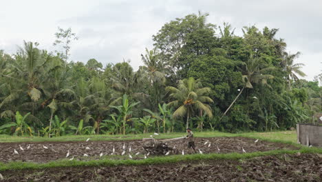 Asian-Farmer-With-Tractor-Machinery-Ploughing-Field-In-Ubud,-Bali-Indonesia