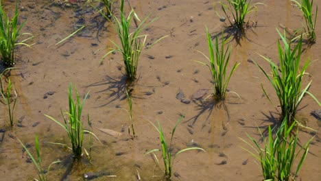 Close-up-scenery-of-rice-fields-with-tadpoles-swimming