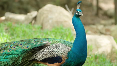 Retrato-De-Un-Pájaro-Pavo-Real-Indio-Con-Plumas-Llamativas-Y-Brillantes