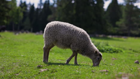 Lamb-grazing-grass-on-a-sunny-summer-day-in-Sweden