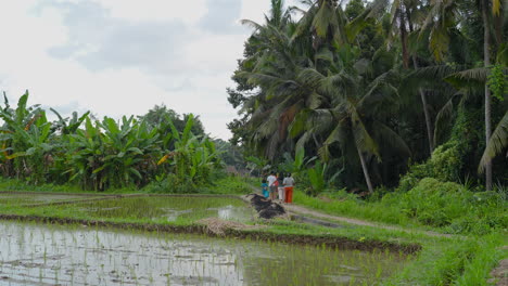 Dorfbewohner-Gehen-Auf-Dem-Fußweg-In-Der-Nähe-Von-Reisfeldern-In-Der-Ländlichen-Stadt-Ubud,-Bali,-Indonesien