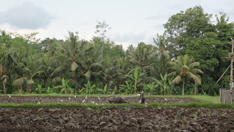 Local-Farmer-Plowing-Fields-With-Group-Of-Migratory-Heron-Birds-In-Ubud,-Bali-Indonesia