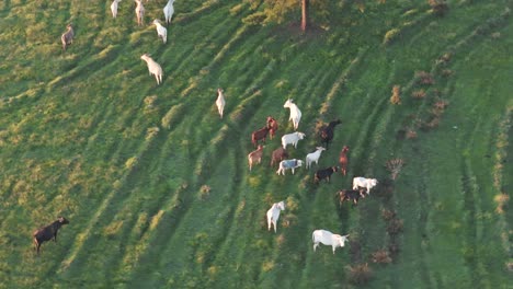 Luftaufnahme-Einer-Gruppe-Von-Rindern,-Die-Auf-Einer-Wunderschönen-Grünen-Wiese-Grasen