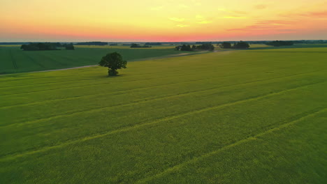 Hermosa-Vista-Aérea-Del-Paisaje-Agrícola-Al-Atardecer-Con-Horizonte-Dorado