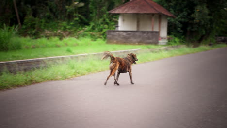 Streunender-Hund-Läuft-Auf-Der-Landstraße-In-Bali,-Indonesien