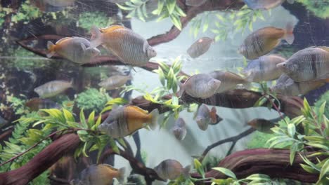 Aquarium-fish-tank-with-many-Boesemani-rainbow-fish