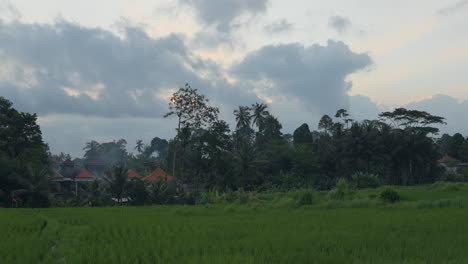 Rice-Paddy-Fields-In-The-Local-Village-Near-Ubud,-Bali-Indonesia