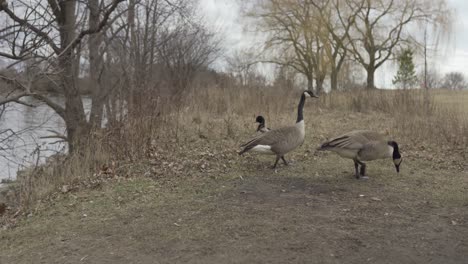 Dos-Gansos-Canadienses-Y-Un-Pato-Real-Alimentándose,-Comportamiento-Animal