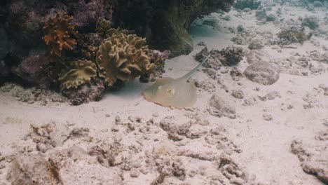 Raya-Manchada-De-Azul-En-La-Gran-Barrera-De-Coral-En-Cairns,-Queensland