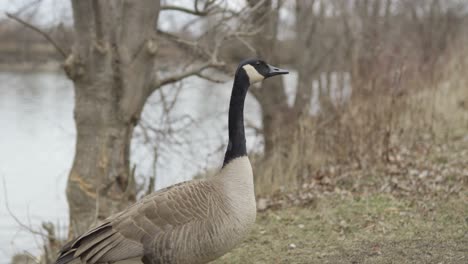 Closeup-Portrait-Of-A-Wild-Canada-Goose