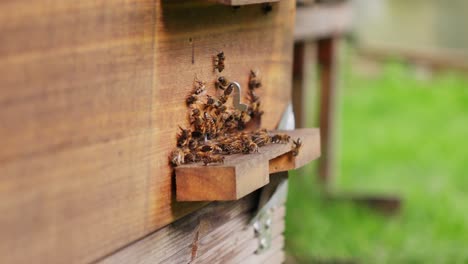 Close-up-of-bees-colony-fly-around-wood-bee-house,-slow-motion