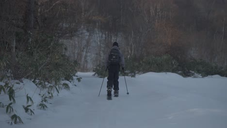 Persona-Caminando-Por-Un-Bosque-Nevado-Con-Splitboard-En-Hokkaido,-Japón