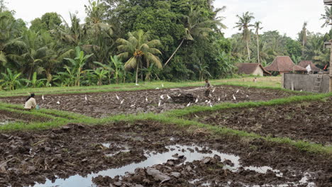 Hombre-Arando-Campos-Con-Una-Bandada-De-Garcetas-Bueyeras-En-Ubud,-Bali,-Indonesia