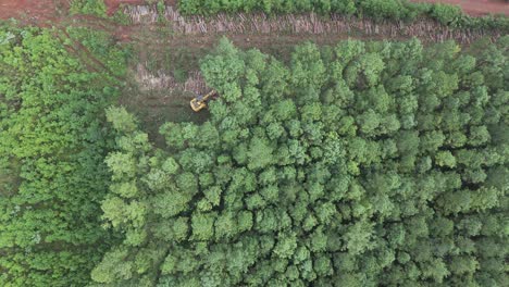 Tracked-harvester-cuts-down-trees-in-sustainable-forestry-project