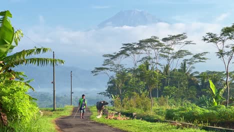 Farmer-with-livestock-in-rural-Indonesia,-massive-mountain-in-background