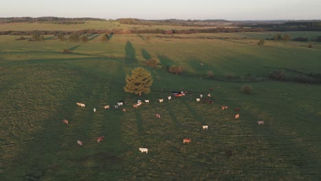 Aerial-view-of-a-cattle-ranching-field-in-Argentina,-known-for-producing-some-of-the-best-beef-in-the-world