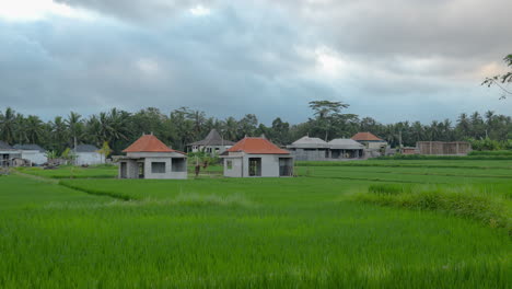 Villas-In-Fresh-Green-Fields-Near-Tropical-Resort-In-Ubud,-Bali-Indonesia