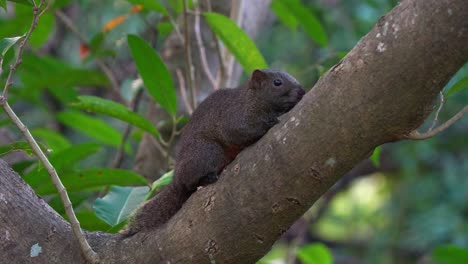 Close-up-shot-of-a-wild-pallas's-squirrel-spotted-resting-on-the-tree,-remaining-still-to-avoid-detection,-blending-in-with-the-tree-bark-and-surrounding-environment