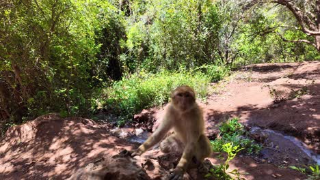 Monkey,-North-Africa-region-near-a-small-river-in-the-forest,-Morocco