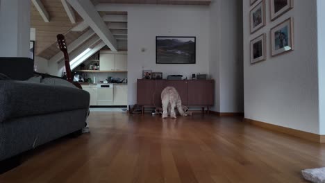 Toma-En-Cámara-Lenta-De-Un-Lindo-Perro-Mordiendo-Su-Juguete-Corriendo-En-El-Interior-Cerca-Del-Sofá