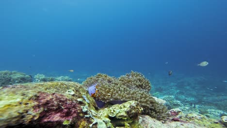 Orange-clownfish-or-percula-clownfish-on-a-colorful-coral-reef-in-the-Raja-Ampat-archipelago,-Indonesia