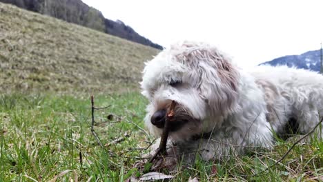 De-Cerca-Un-Perro-Blanco-Y-Esponjoso-Masticando-Un-Palo-De-Madera,-Al-Aire-Libre-En-La-Hierba