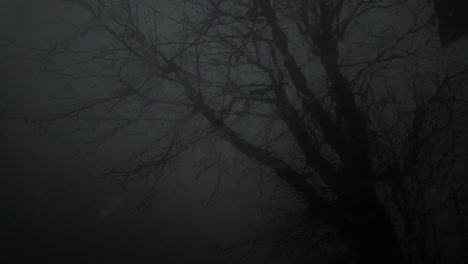 Horror-spooky-dead-tree-at-night,-raindrops-on-the-windscreen