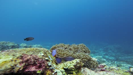 Falscher-Percula-Clownfisch-Oder-Gewöhnlicher-Clownfisch-An-Einem-Korallenriff-Im-Raja-Ampat-Archipel,-Indonesien