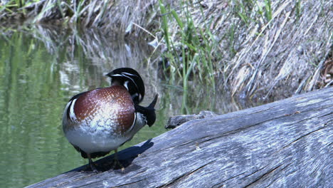 Close-up-Wood-Duck-male-with-beautiful-plumage-on-log-in-wetland-pond