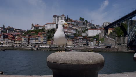 White-seagull-observing-in-the-foreground-with-Porto's-Ribeira-houses-in-the-background-on-a-sunny-day,-wide-angle