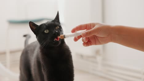 Eine-Katze-Per-Hand-Mit-Einer-Mit-Milch-Gefüllten-Spritze-Füttern-–-Nahaufnahme,-Zeitlupe