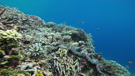 Giant-clam-nestled-among-colorful-corals